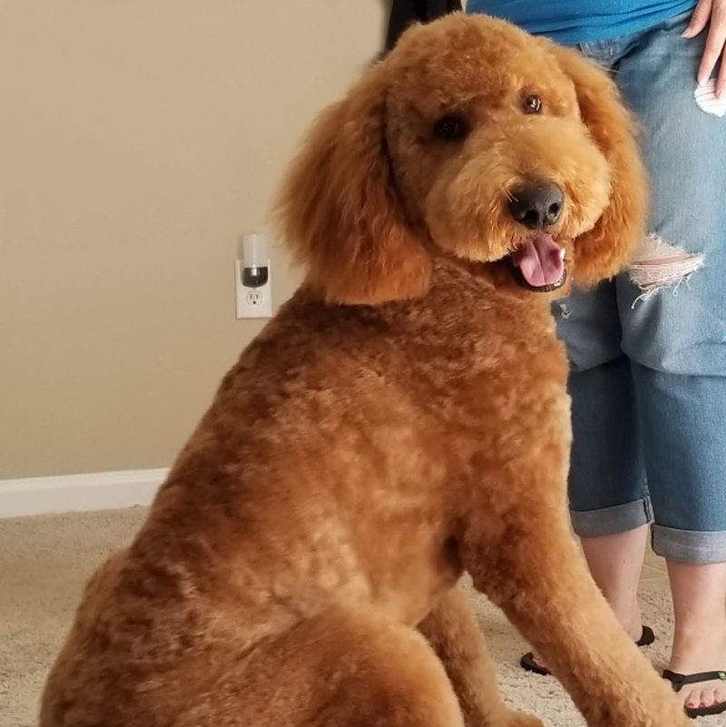 Photo of Gibson Red Royal Standard Poodle.